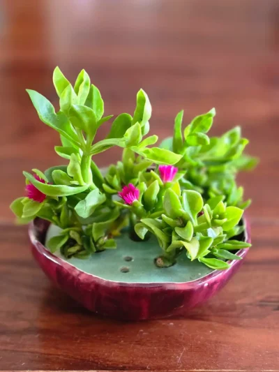 Crimson Edge Planter